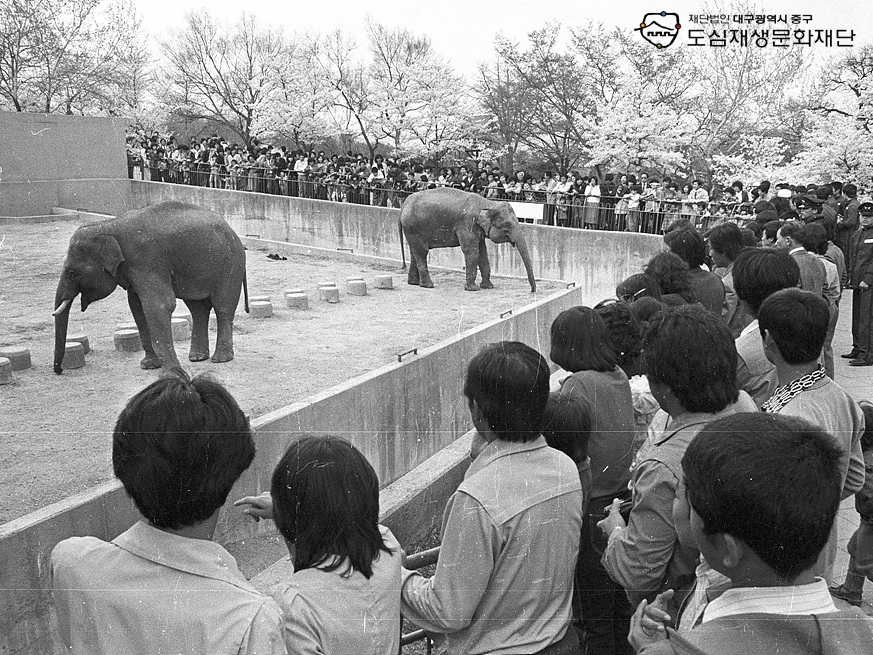 700000 달성공원 동물원 관람 상춘객.jpg