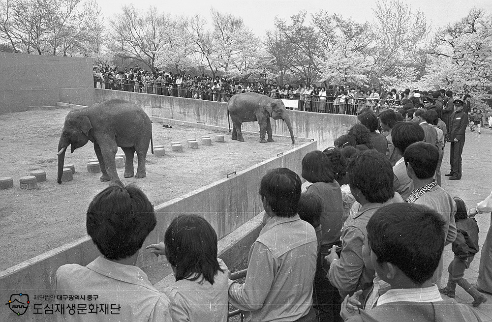 700000 달성공원 동물원 관람객.jpg
